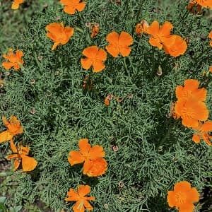 orange flowers