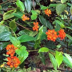 small orange flowers