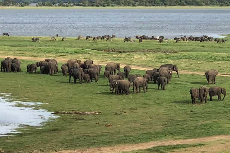 The Great Gathering of Minneriya