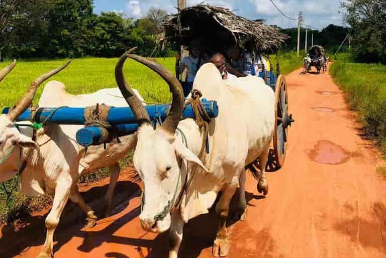 A bull cart