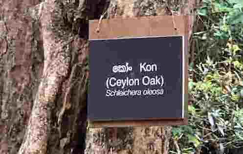 Name tag of a tree.