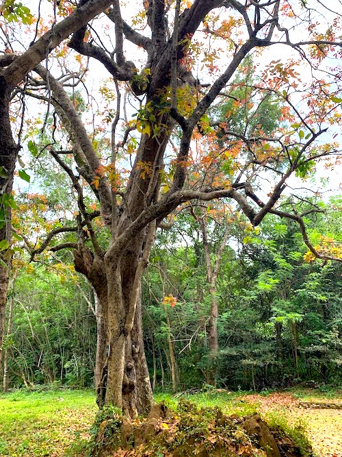 A huge tree