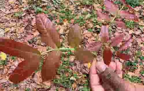 A person holding a red color leaf